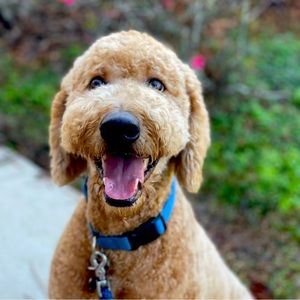 Meet your Posher, Mia